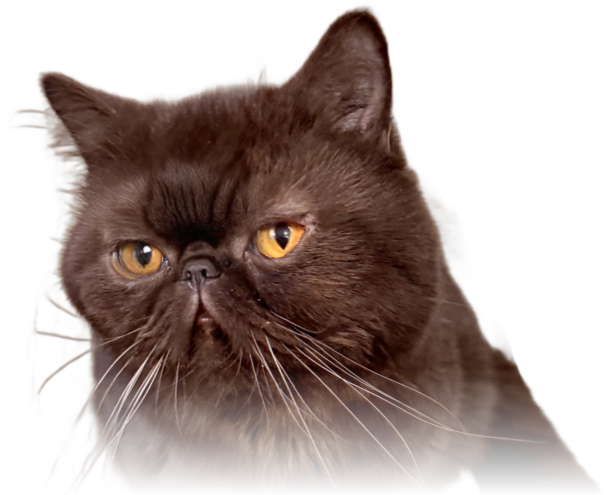 Truffle, a chocolate-brown Exotic Shorthair cat, looking at the camera
