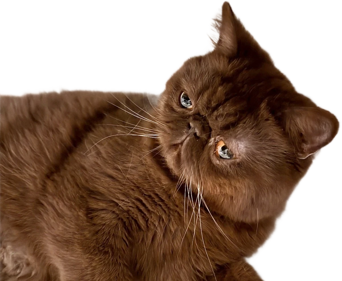 Truffle, a chocolate-brown Exotic Shorthair cat, head tilted